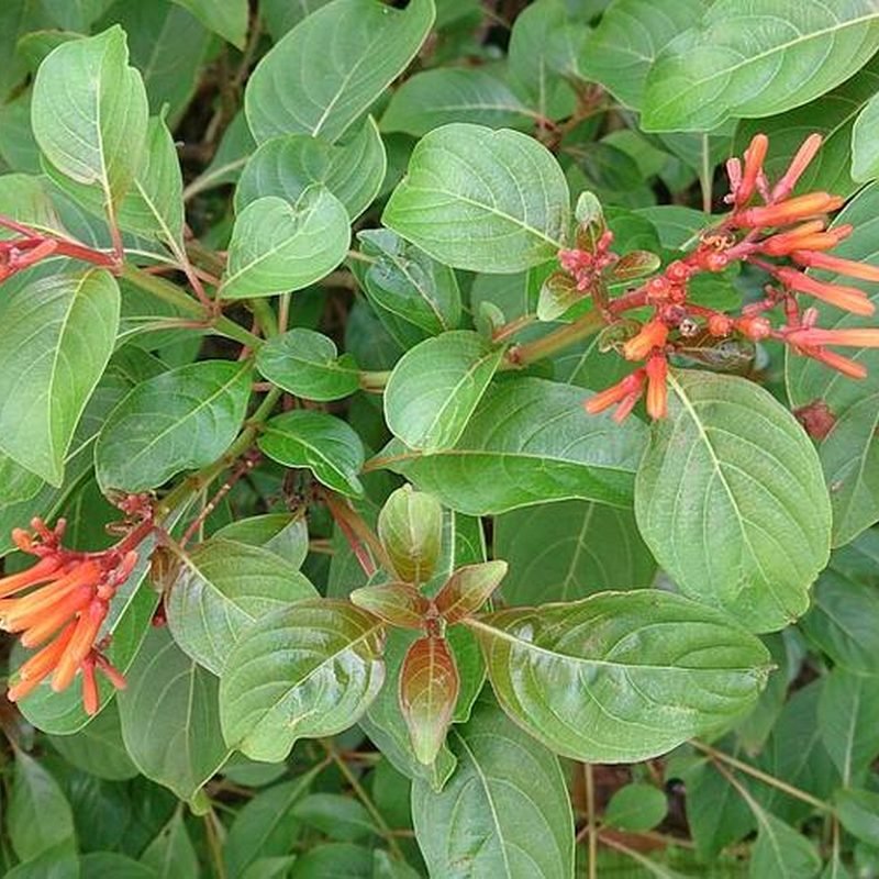 Hamelia (Firebush)