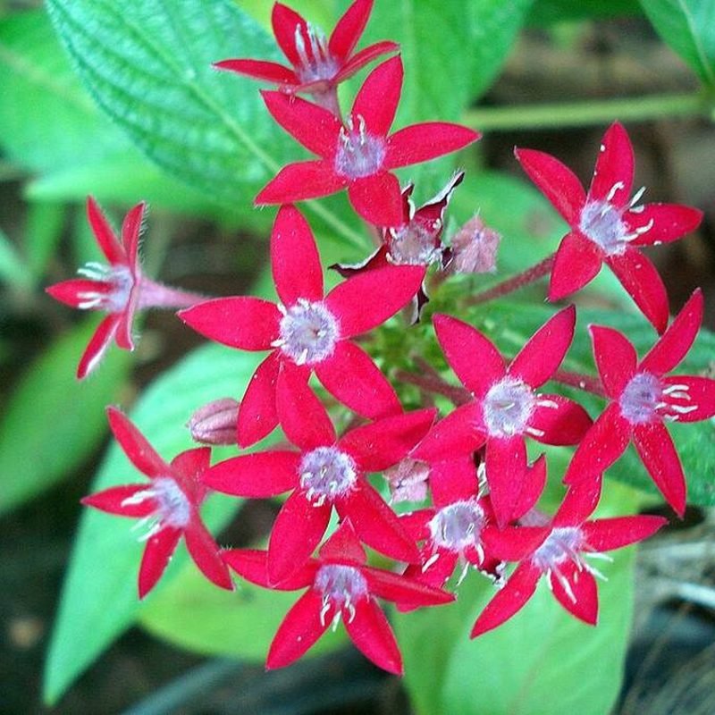 Pentas