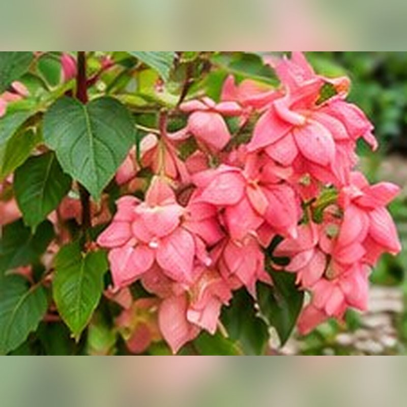 Mussaenda