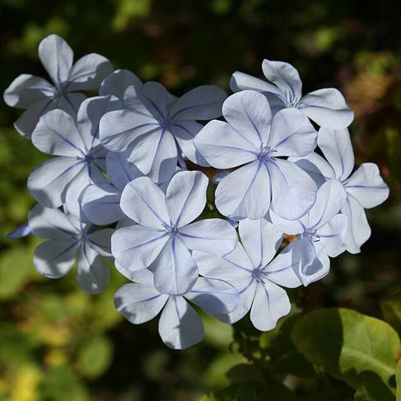 Plumbago (Blue)