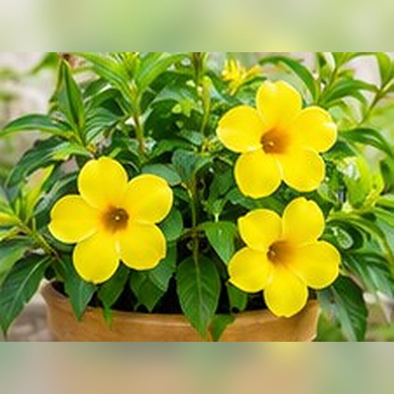Allamanda