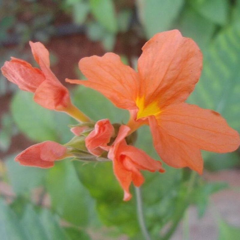 Crossandra (Aboli)