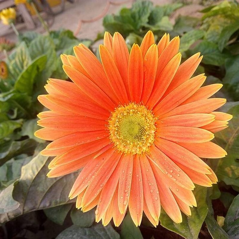 Gerbera