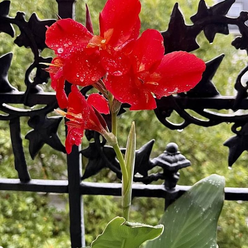 Canna Lily