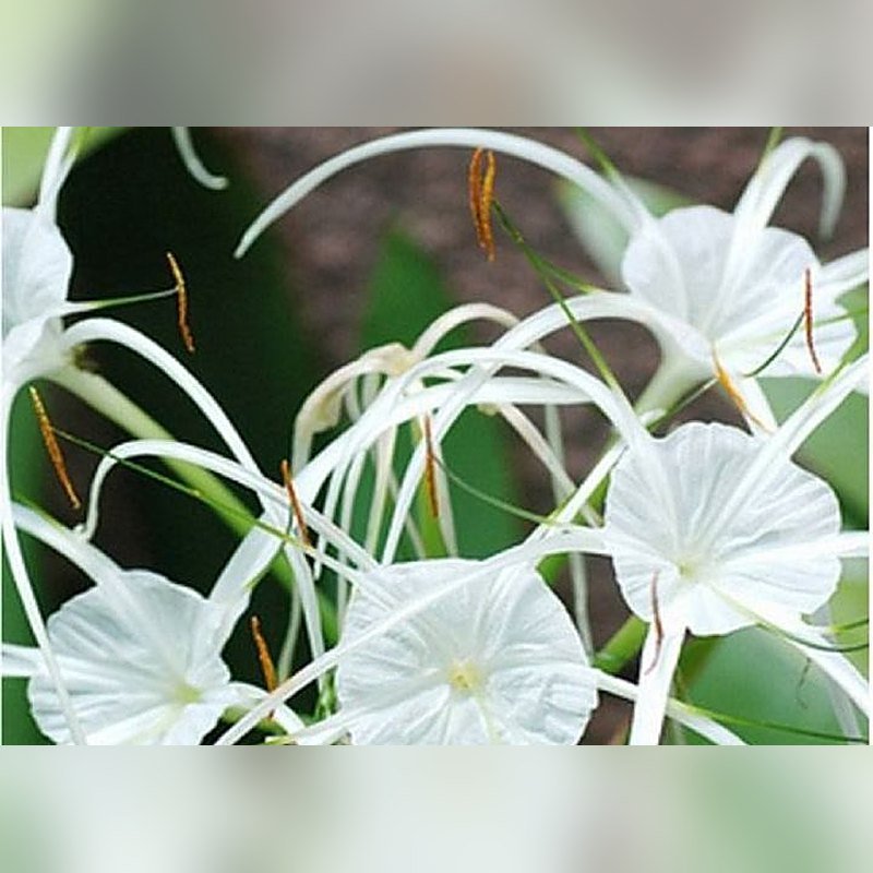Spider Lily