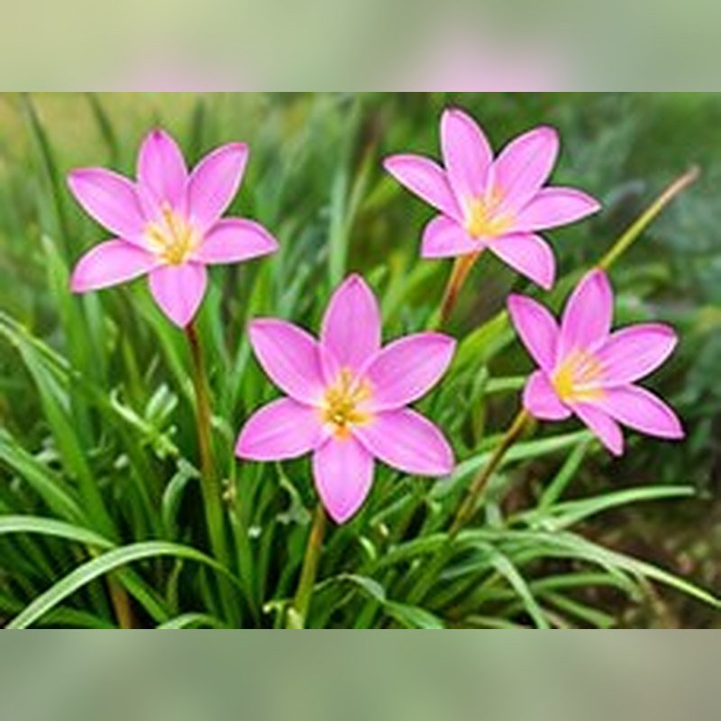 Rain Lily