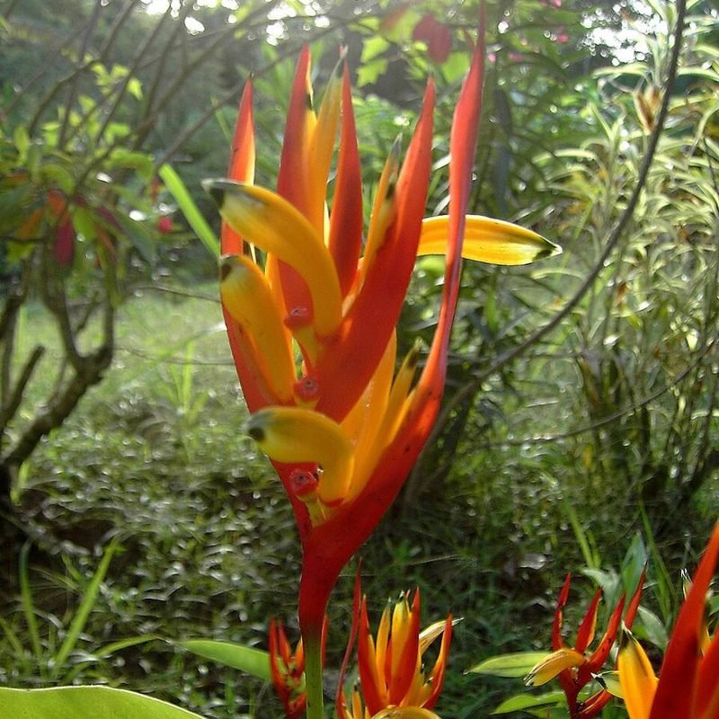 Heliconia