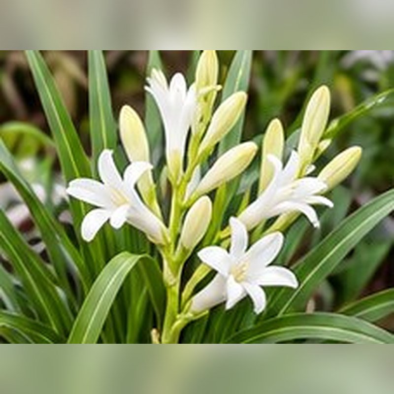 Rajnigandha (Tuberose)