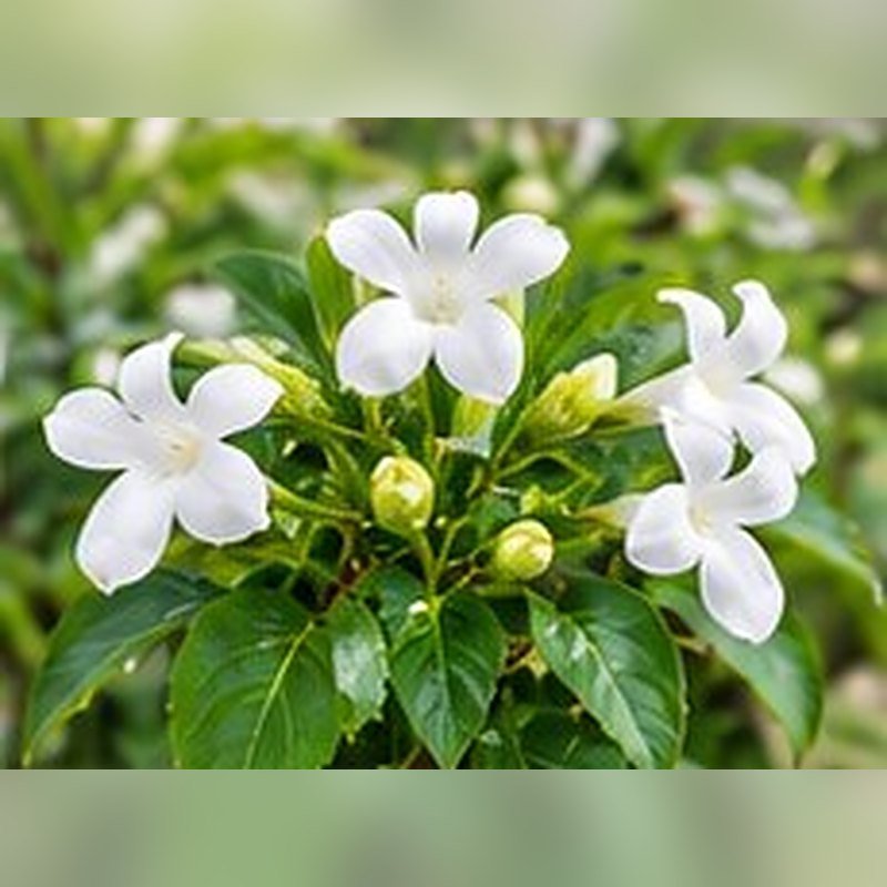 Barleria (White)