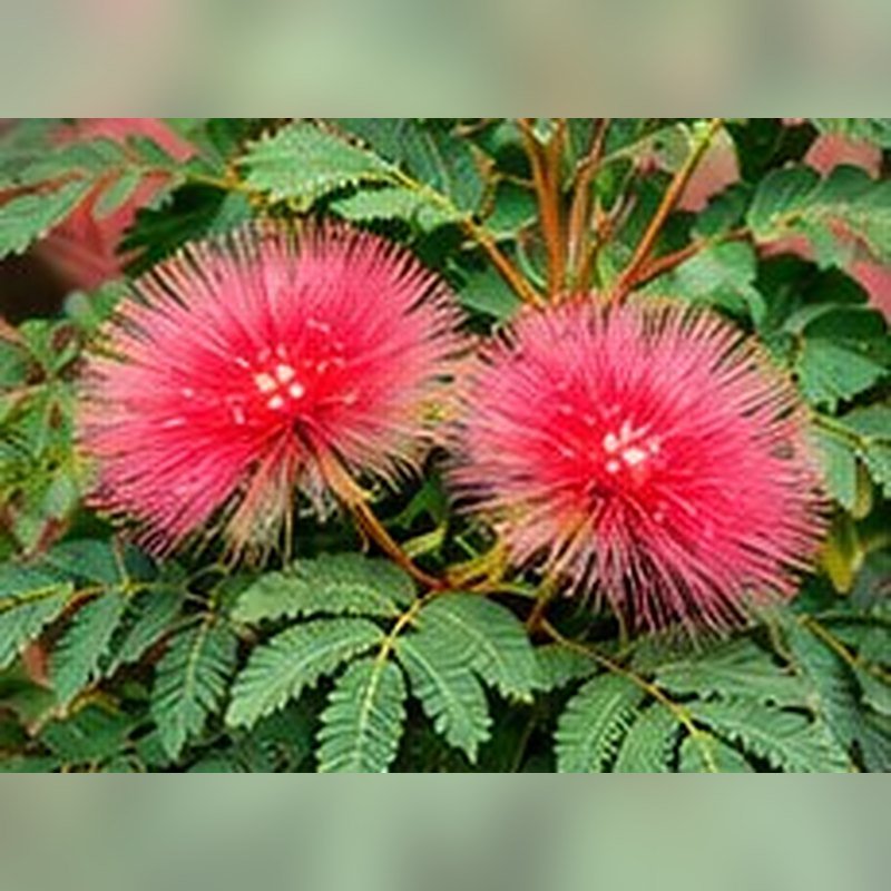 Calliandra (Powder Puff)