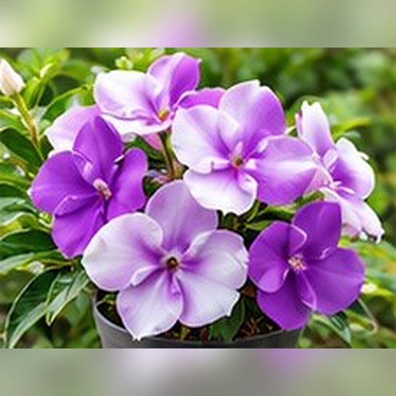 Today-Tomorrow (Brunfelsia)