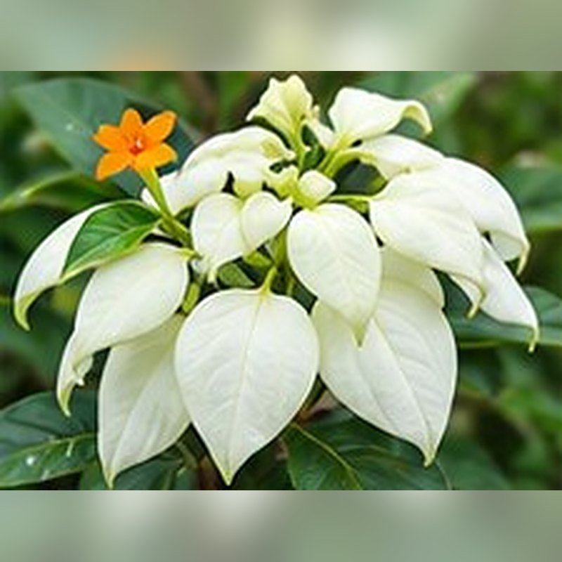 Mussaenda (White)