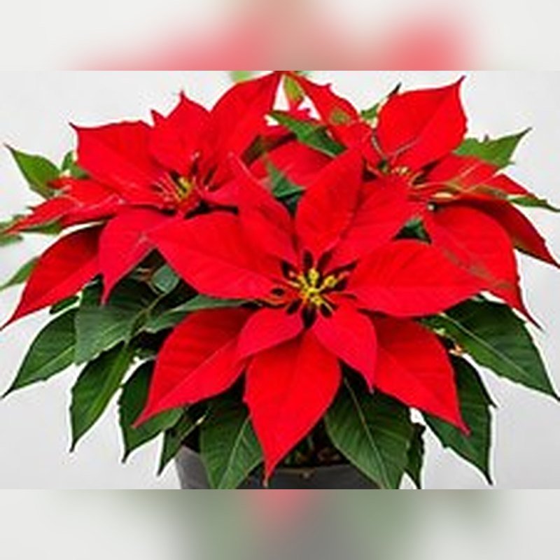 Poinsettia Dwarf (Panchtia)