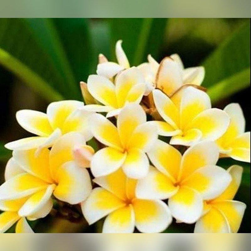 Gulaichi (Yellow)