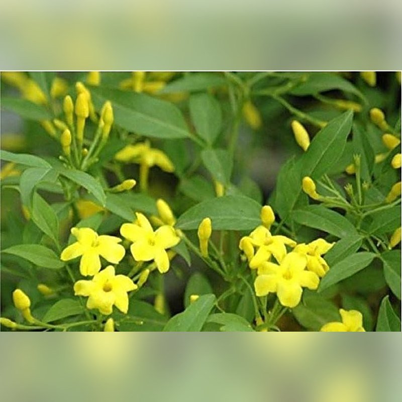 Chameli (Yellow)