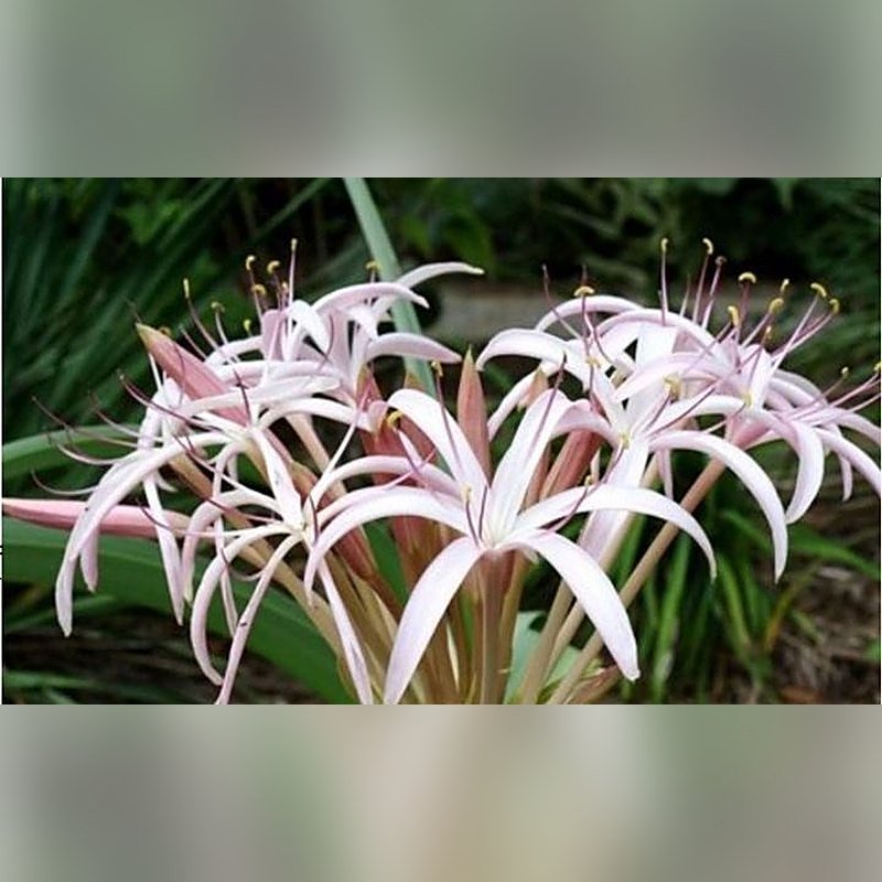 Crinum Lily