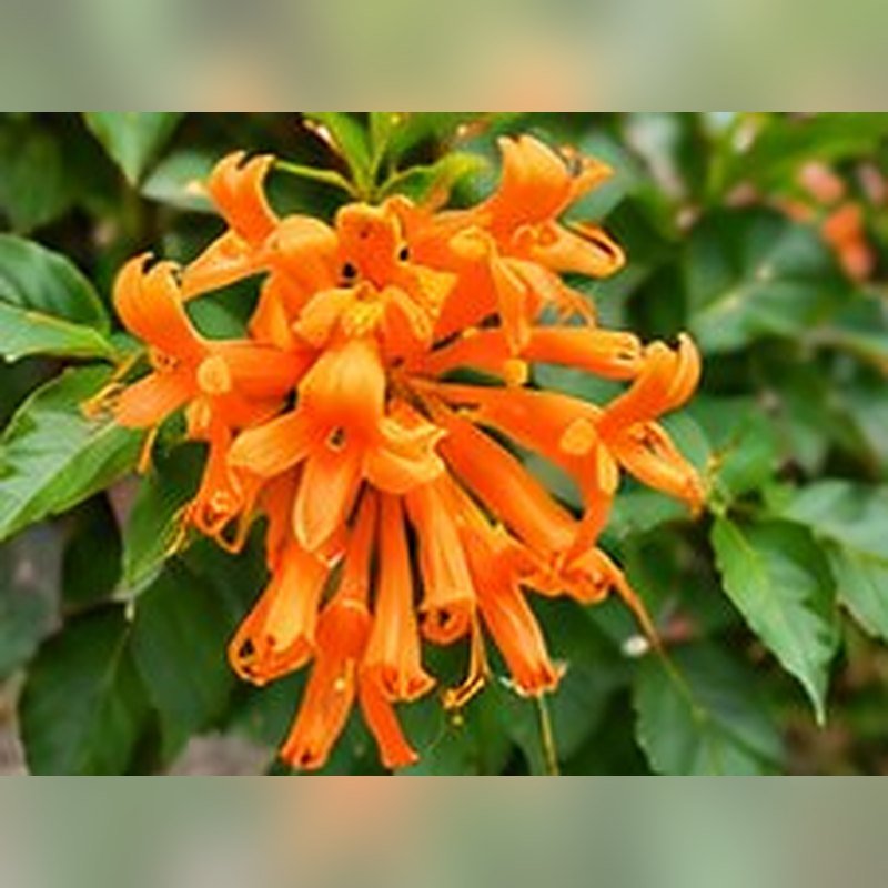 Madhumalti Hybrid