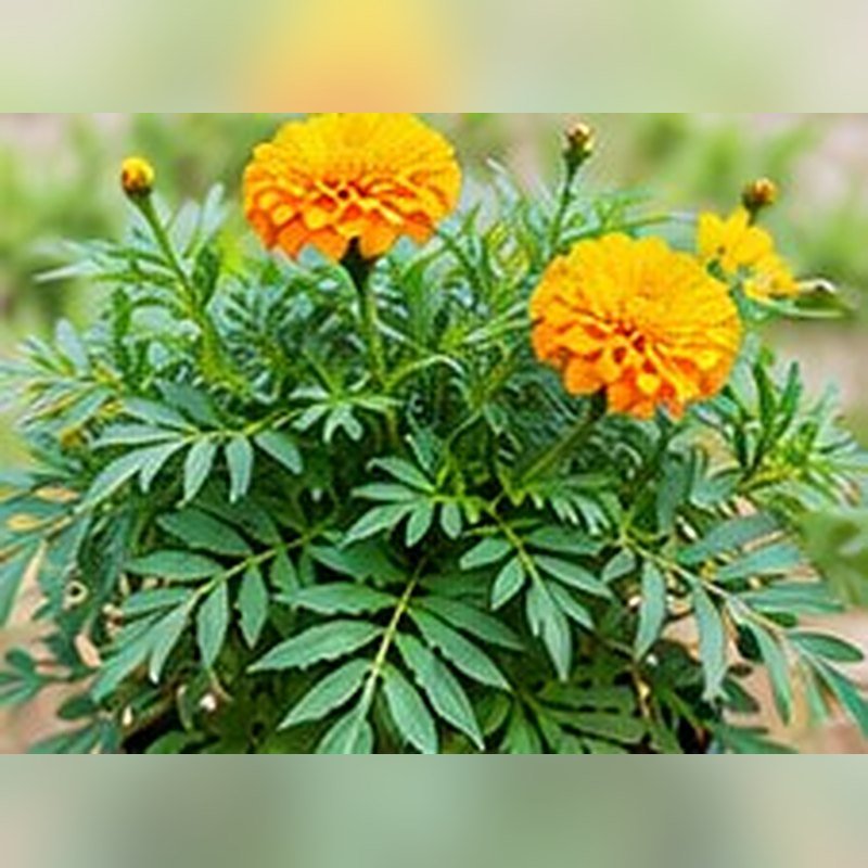 Genda (African Orange)