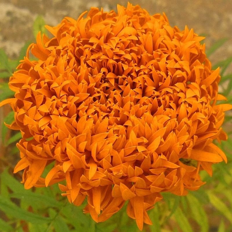Genda (Yellow)
