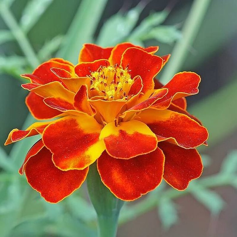 French Marigold