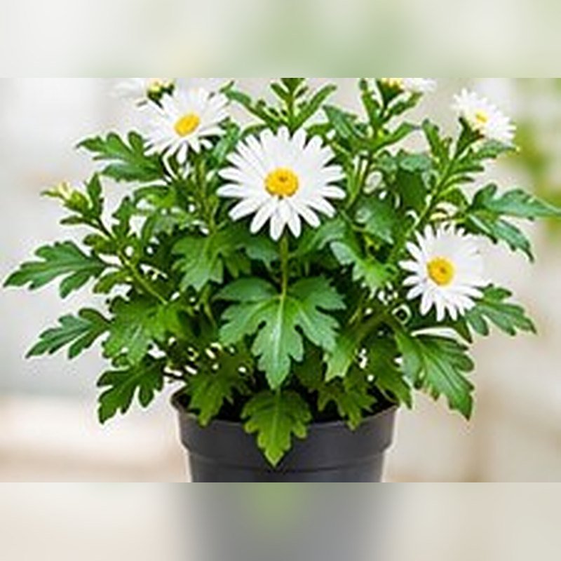 Chrysanthemum (Guldaudi)