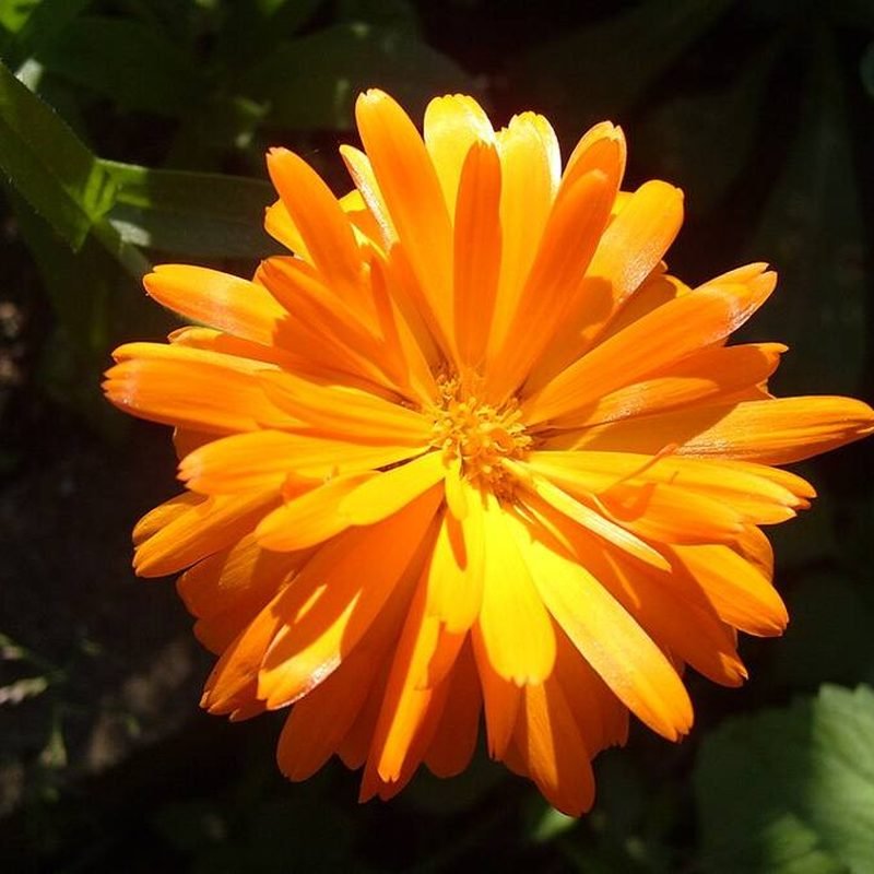 Calendula