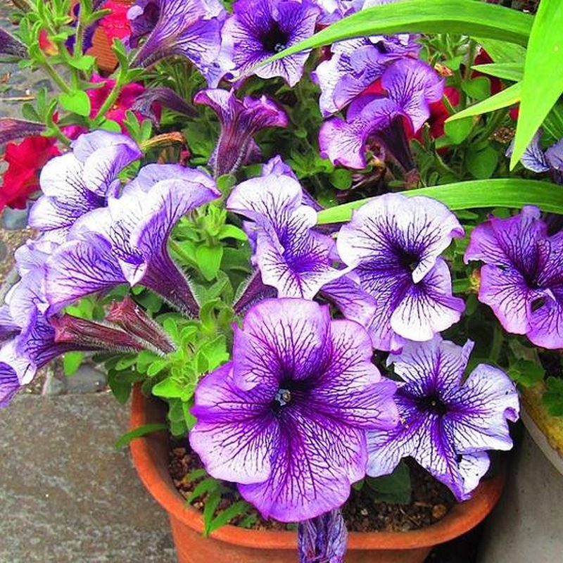 Petunia