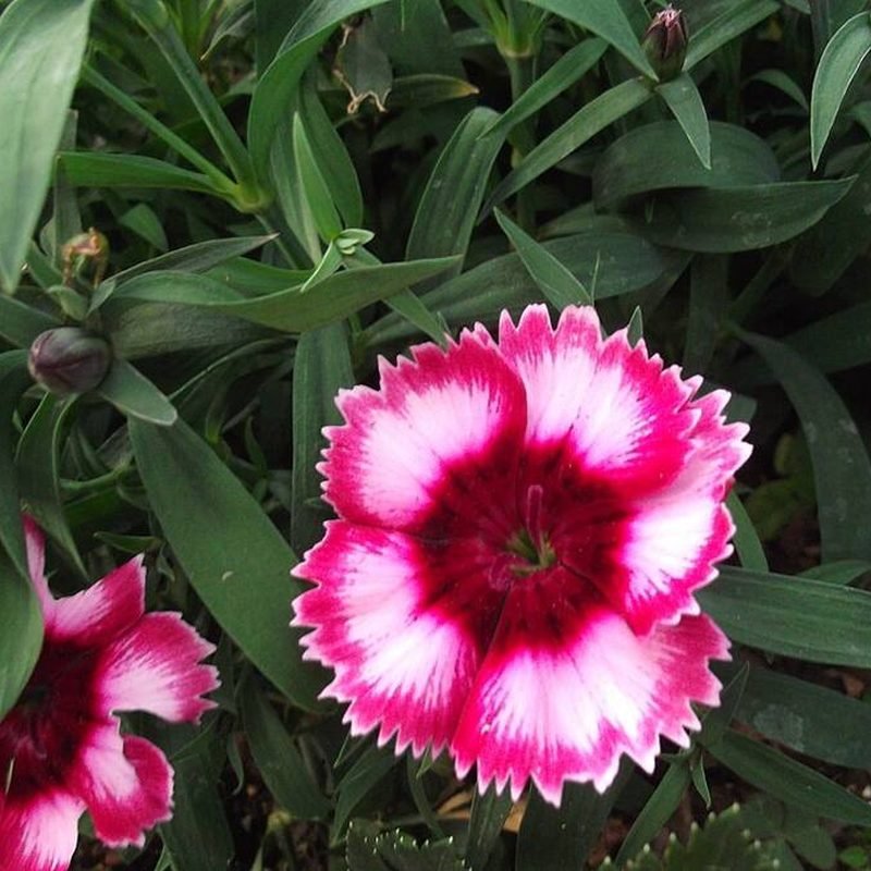 Dianthus