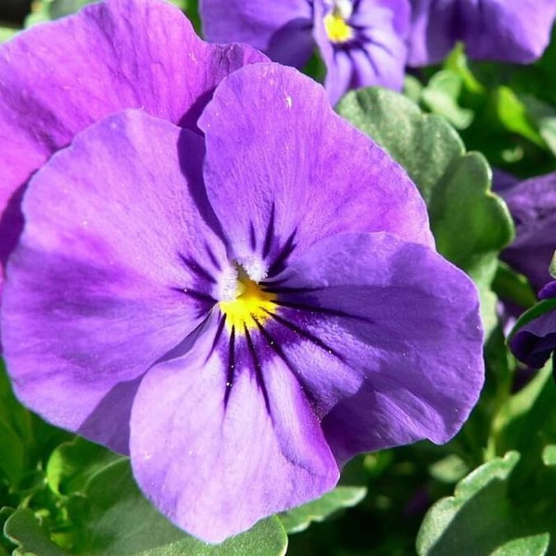 Pansy