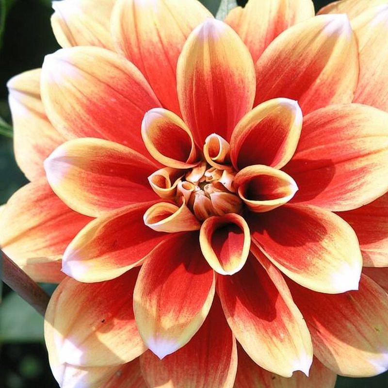 Dahlia
