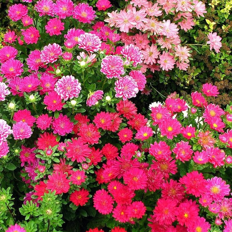 Aster