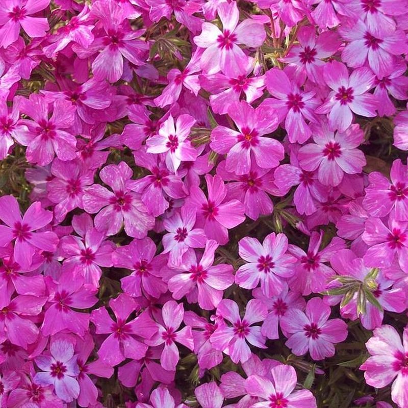 Phlox