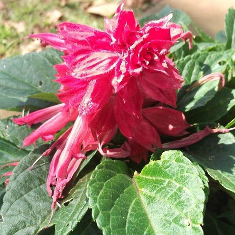 Salvia