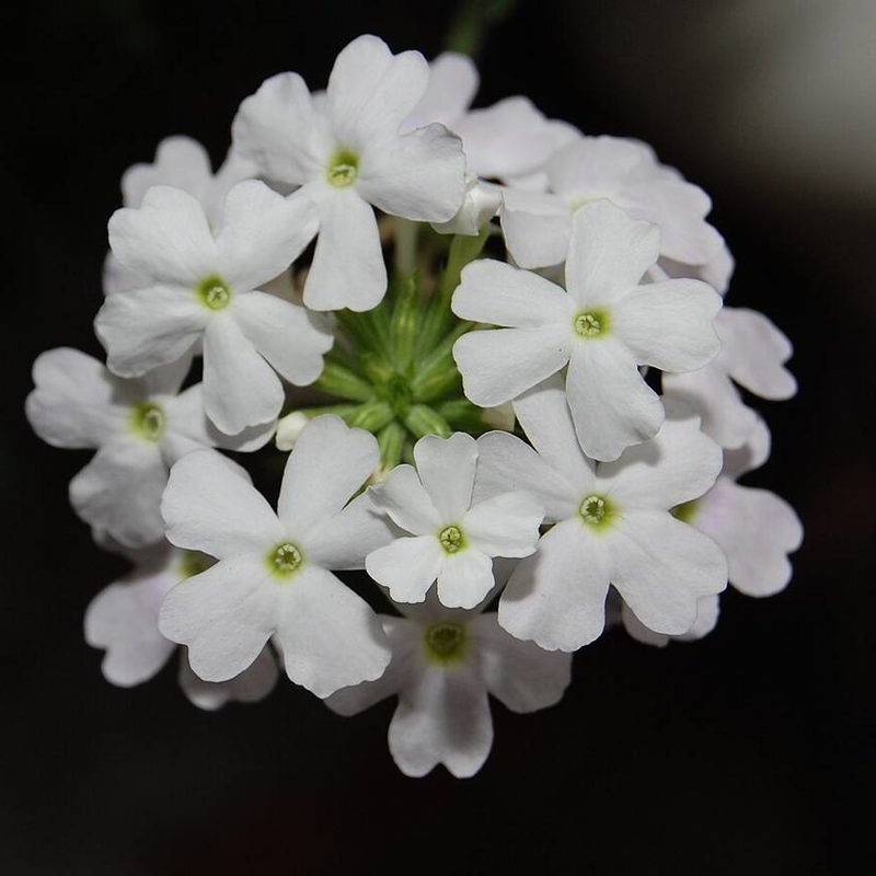 Verbena
