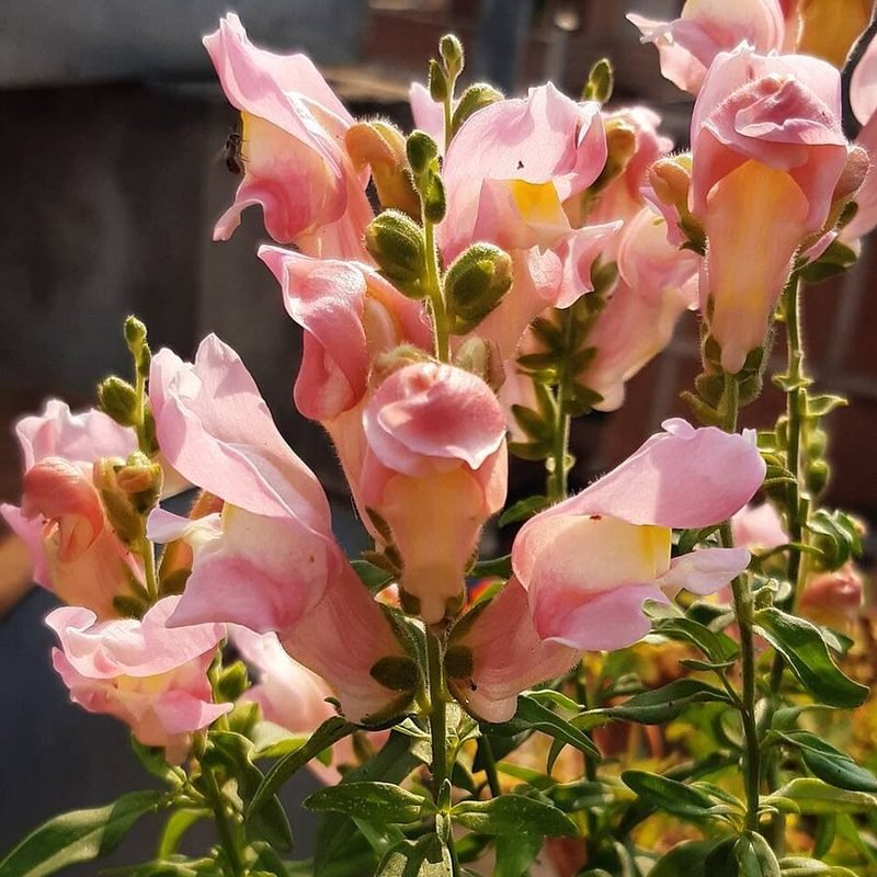 Dog Flower (Snapdragon)