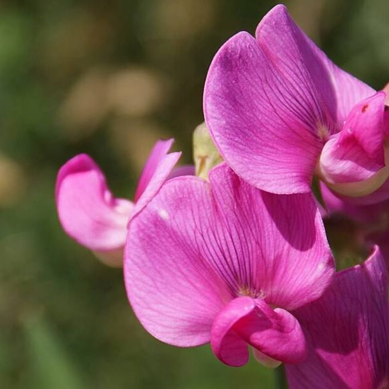 Sweet Pea