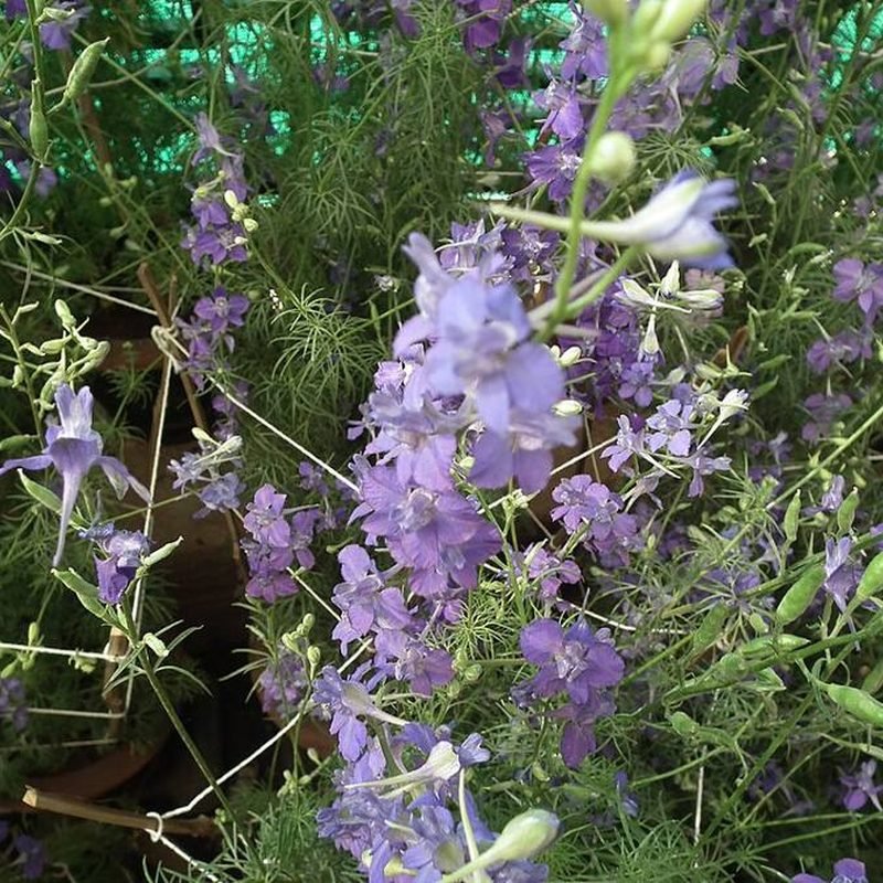 Larkspur