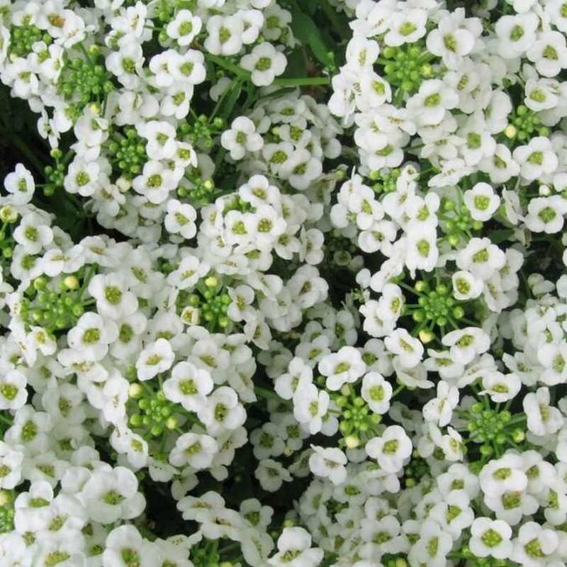 Alyssum