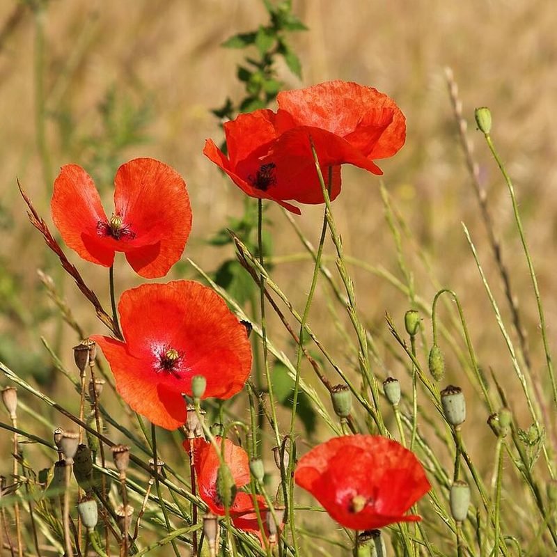 Shirley Poppy