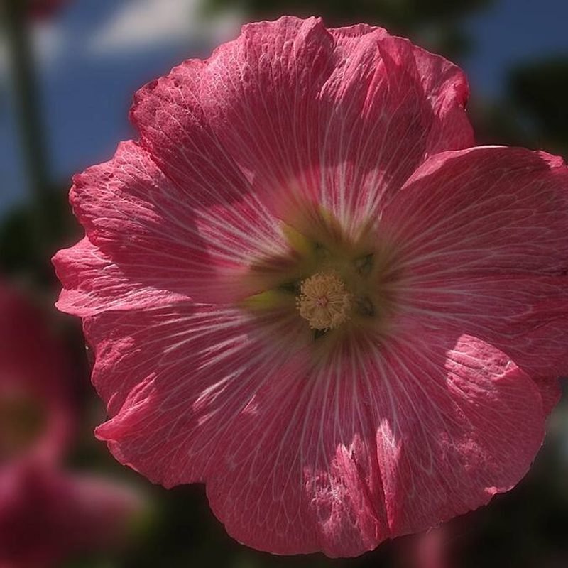 Hollyhock