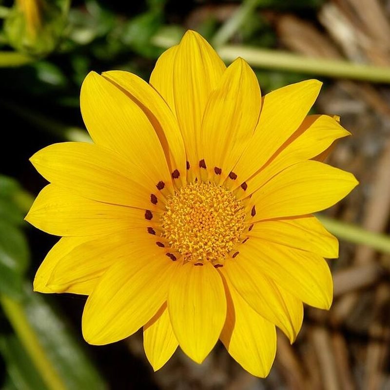 Gazania