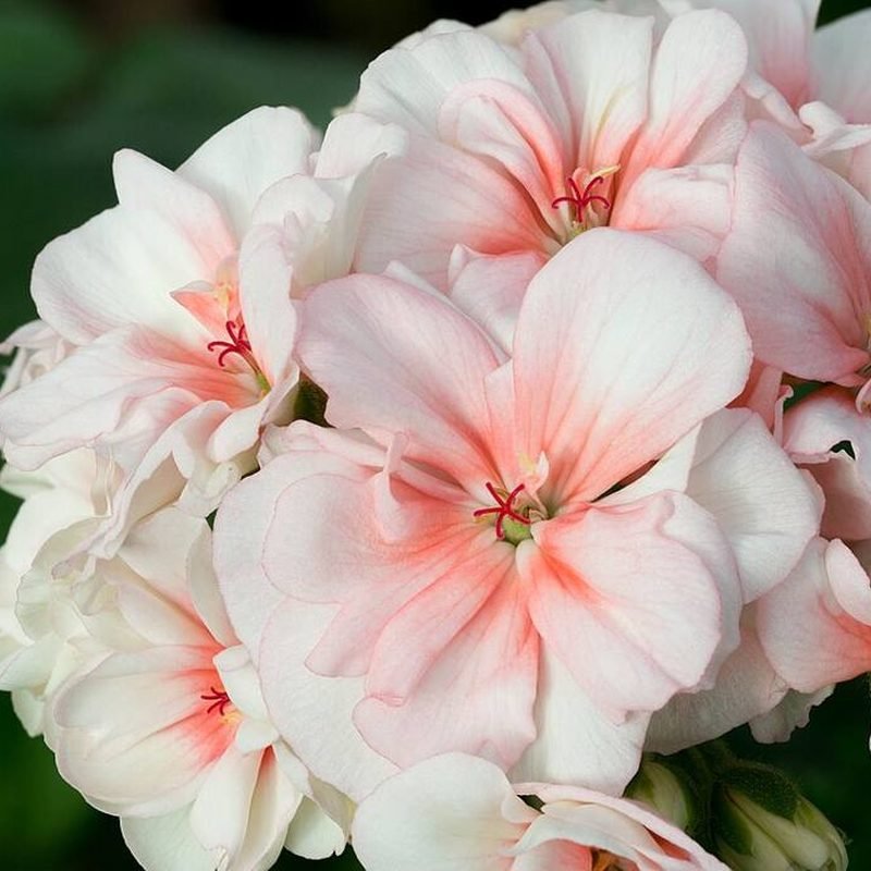 Geranium