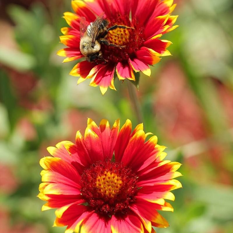 Gaillardia