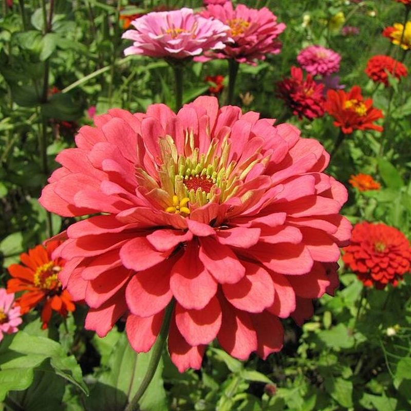 Zinnia
