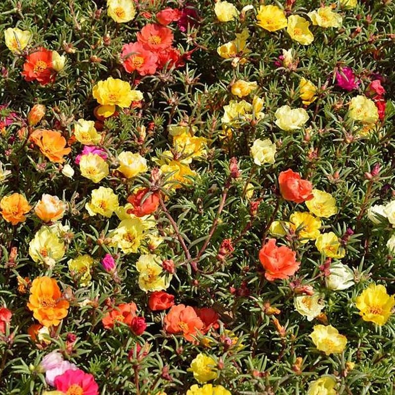 Portulaca (Nau Bajiya)