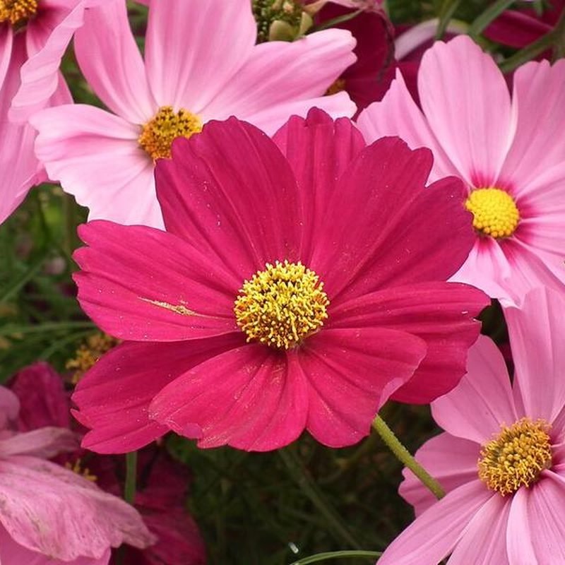 Cosmos
