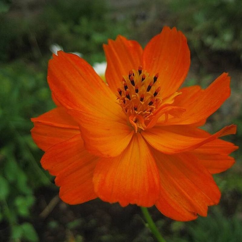 Yellow Cosmos