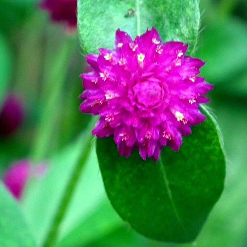 Gomphrena