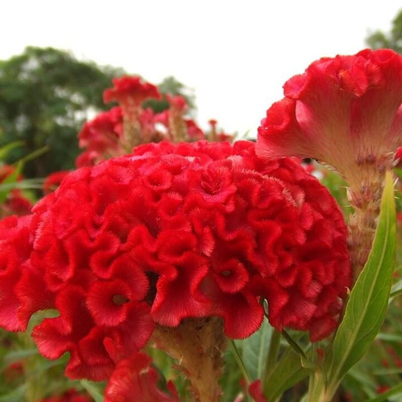 Murgkesh (Celosia)
