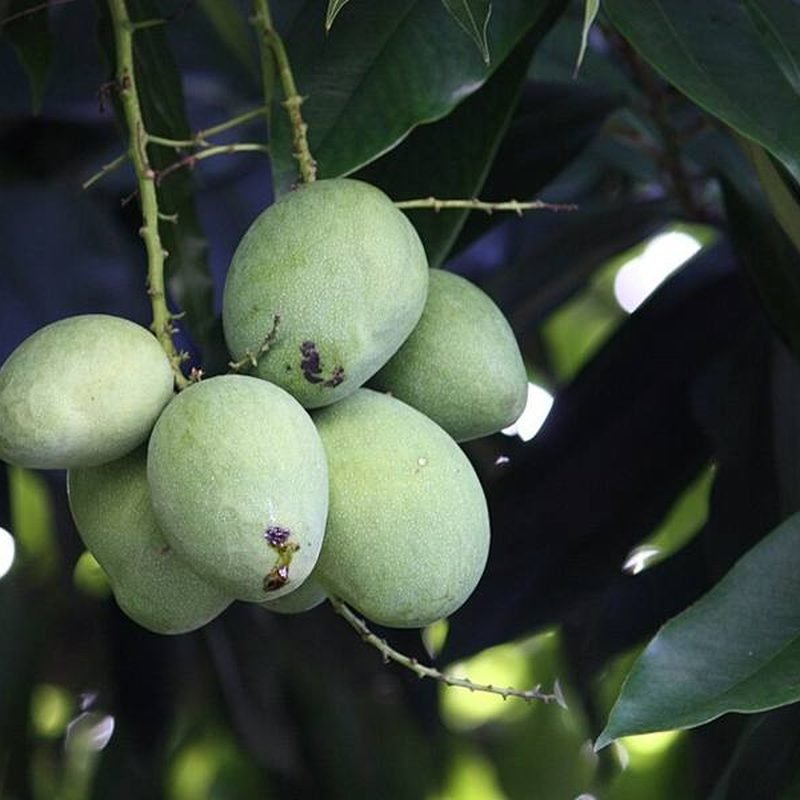 Mango Gulab Khas